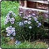 Aster Flowers