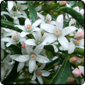  Favourite Austalian Shrubs 