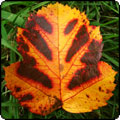  An Open Letter to Autumn 2011 