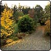 Autumn Gold
