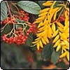  Autumn Garden Colors 