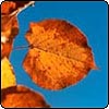 Autumn Leaves