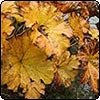 Golden Dalmera Leaves
