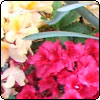  Back to the Ilam Azalea Gardens 