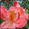  Deciduous Azalea 