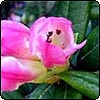 Large Pink Azalea