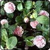 First Camellia to Flower