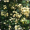 Banksia Lutea