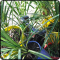 Online Plant Auctions