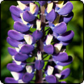  Blue Lupin Flowers 