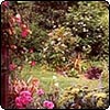 Beautiful Patio Roses