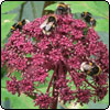  Ornamental Angelica 