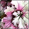 Begonia Martin Johnson