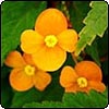 Begonia Sunderlandii