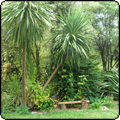 Green Cordylines