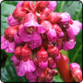  Driveway Bergenias 
