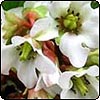 Bergenias