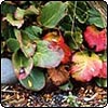  Bergenias 