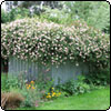 Rambling Pink Rose