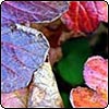  Beth Chatto Autumn Garden  