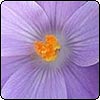  Blue Spring Crocus 
