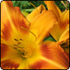 Daylilies
