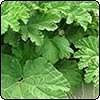  Water's Edge Gunnera 