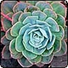  Succulent Rosette 