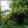  Banksia Climbing Rose 