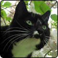  Kaya the Black Cat 