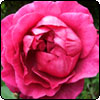 Blackberry Nip Rose