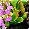 Bladderwort
