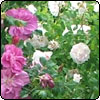 Rugosa Roses in the Wattle Woods