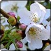 Spring Blossom 