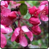 Weeping Crab-Apple Tree