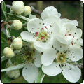Weeping Silver Pear Tree