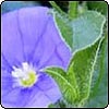 Blue Convolvulus