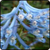 Blue Corydalis