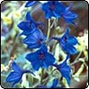 Blue Delphiniums