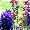 Blue Delphiniums