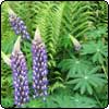 Ferns