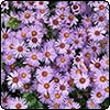 Asters