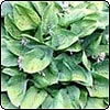 Blue Green Hosta