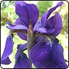  Irises by the Water 