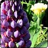  Blue Lupin 