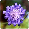 Blue Scabious