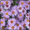  Aster Flowers 