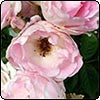  Blushing Pink Iceberg Rose 