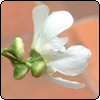 Exochorda - The Spring Bride