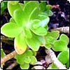  Green Succulent 